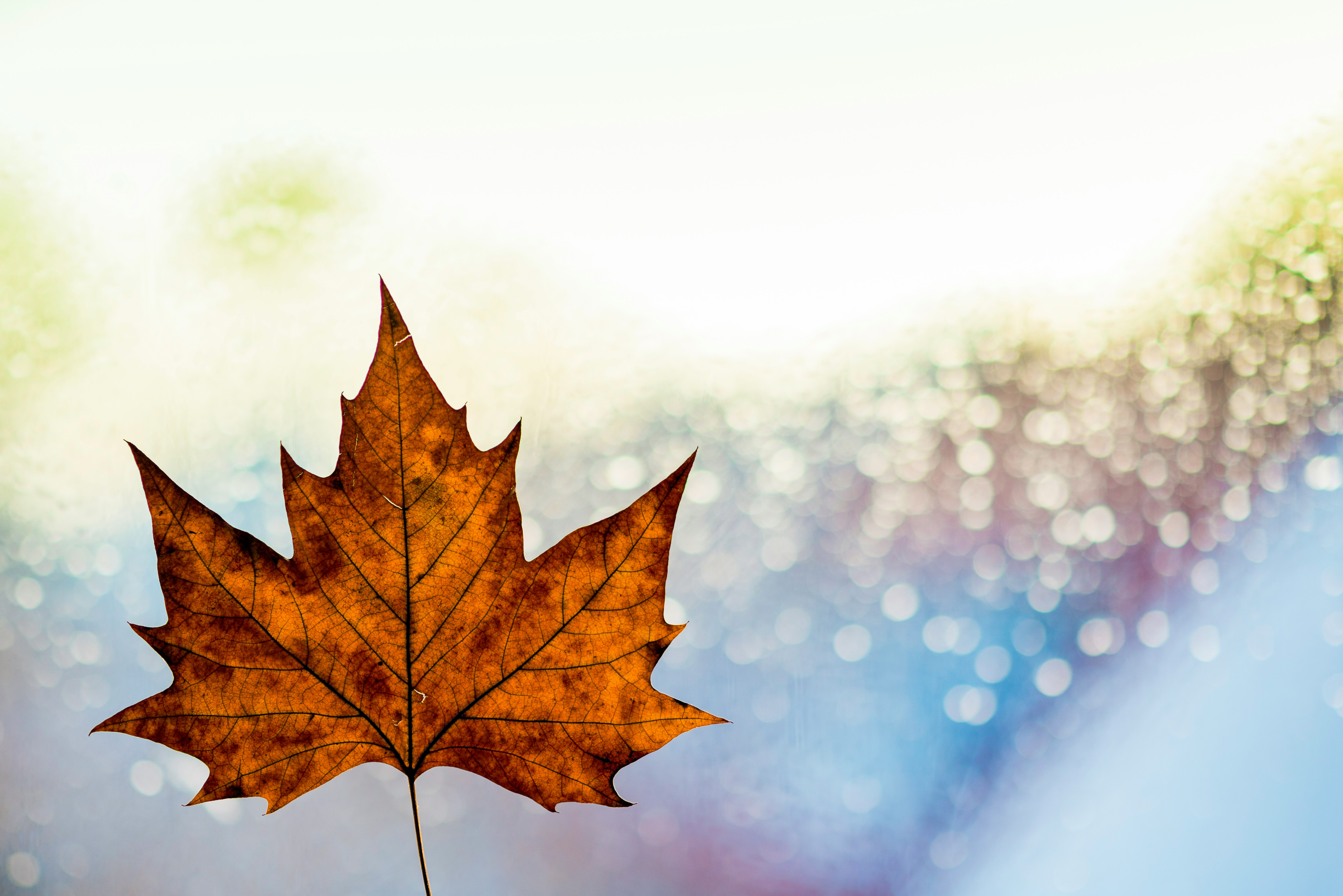 maple leaf illustration